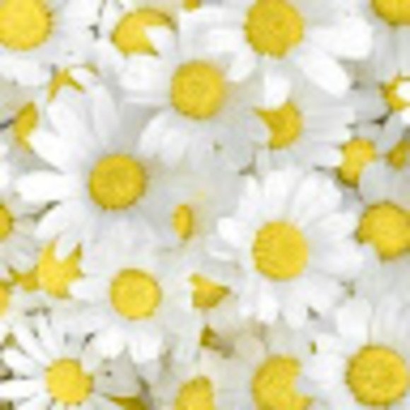 Meet your Posher, Cheyenne - Picture 1 of 1